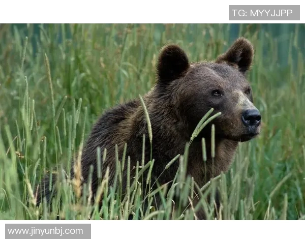 棕熊与黑熊的生存竞争与生态角色探讨及其对自然环境的影响分析